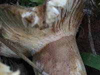 Russula cerolens image