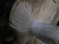 Russula cerolens image