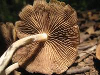 Psilocybe zapotecorum image