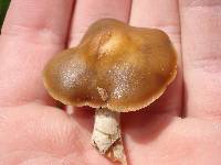 Psilocybe ovoideocystidiata image