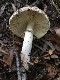 Chlorophyllum brunneum image