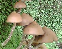 Psilocybe zapotecorum image