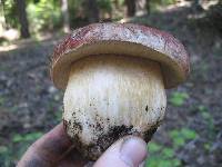 Boletus rex-veris image