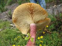 Tricholomopsis rutilans image