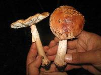 Amanita rubescens image