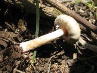 Psilocybe caerulescens image