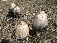 Coprinus comatus image