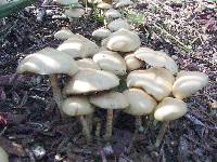 Psilocybe ovoideocystidiata image