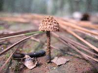 Inocybe calamistrata image