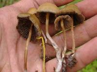 Psilocybe mexicana image