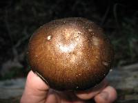 Pluteus cervinus image