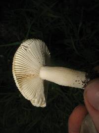 Russula cerolens image