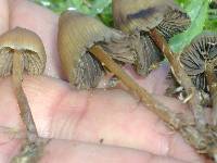 Psilocybe mexicana image