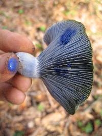 Lactarius indigo image