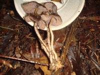 Psilocybe zapotecorum image