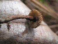 Inocybe calamistrata image