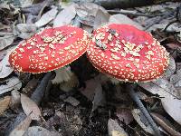 Amanita muscaria image