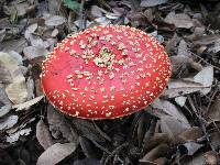 Amanita muscaria subsp. flavivolvata image