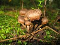 Inocybe calamistrata image