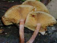 Gymnopilus subpurpuratus image