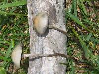 Panaeolus olivaceus image