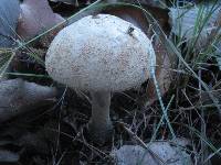 Amanita pelioma image