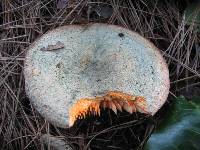 Lactarius deliciosus image