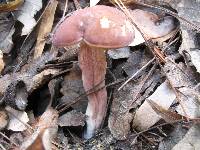 Xanthoconium purpureum image