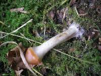 Psilocybe cyanescens image