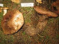 Boletus michoacanus image