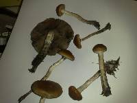 Psilocybe subaeruginosa image