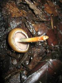 Psilocybe caerulescens image