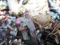 Gymnopilus luteofolius image