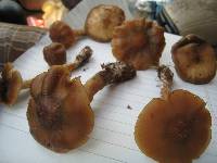 Psilocybe caerulescens image