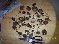 Psilocybe ovoideocystidiata image