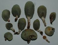 Psilocybe weraroa image