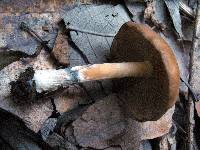 Psilocybe caerulescens image