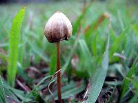 Psilocybe mexicana image