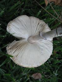 Leucoagaricus leucothites image