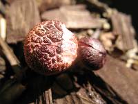 Gymnopilus luteofolius image