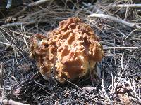 Gyromitra gigas image