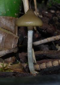 Psilocybe makarorae image