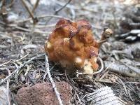 Gyromitra gigas image