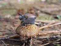 Inocybe calamistrata image