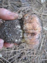 Boletus rex-veris image