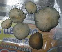 Panaeolus cyanescens image