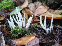 Clavaria fragilis image