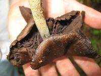 Psilocybe zapotecorum image