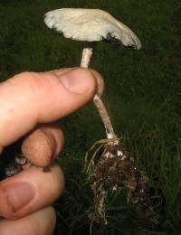 Panaeolus cyanescens image