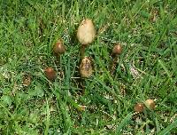 Psilocybe semilanceata image